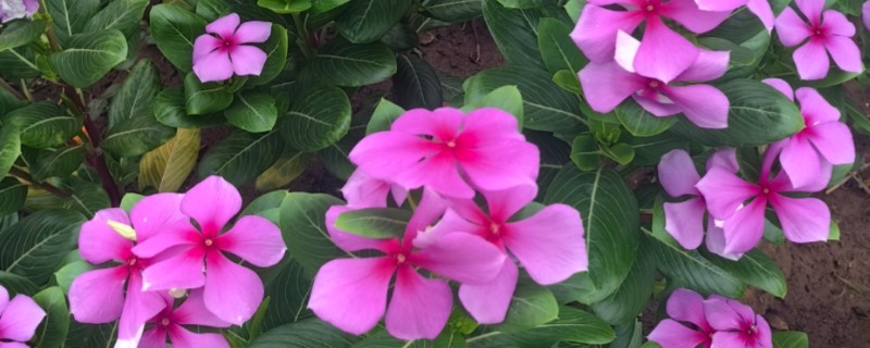 长春花怎样养爆盆，首先确保充足的光照