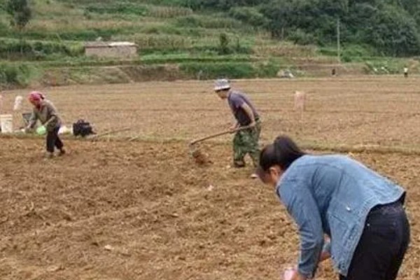 种植菠菜的要点,长出2片叶子后追施有机肥