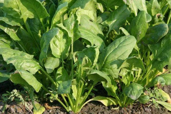 种植菠菜的要点,长出2片叶子后追施有机肥