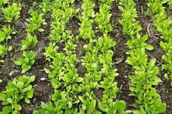 种植菠菜的要点,长出2片叶子后追施有机肥