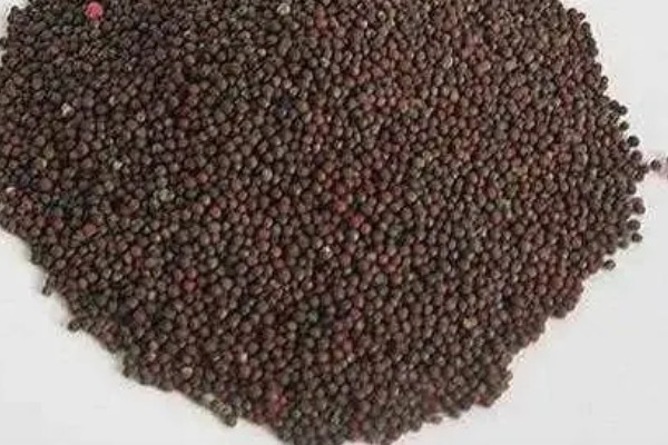 种植菠菜的要点,长出2片叶子后追施有机肥