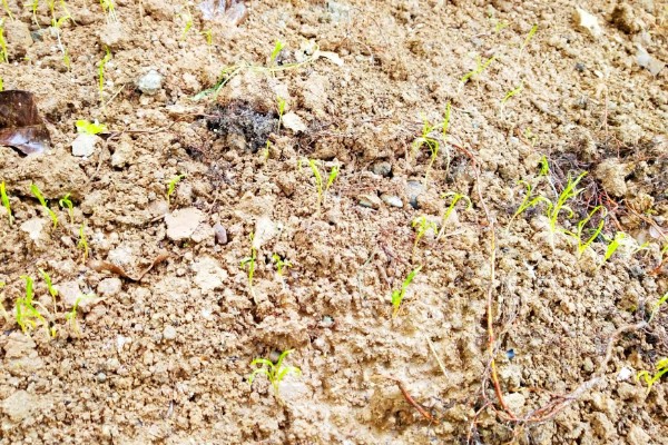 种植菠菜的要点,长出2片叶子后追施有机肥