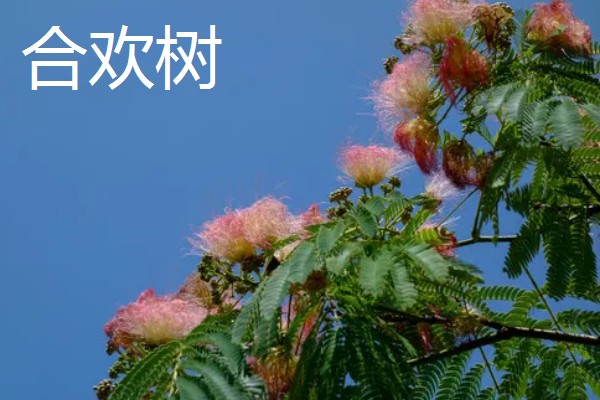 合欢树与含羞草的区别,高度和叶子均不同