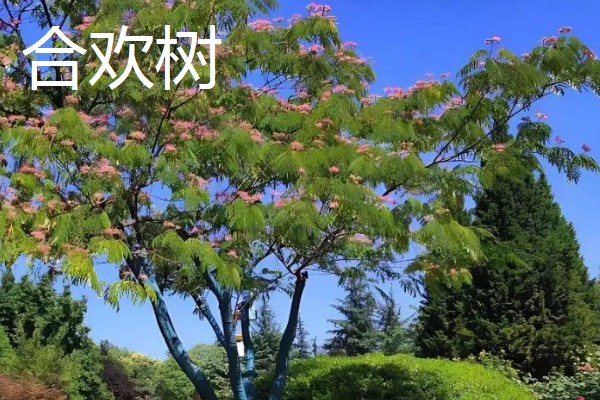 合欢树与含羞草的区别,高度和叶子均不同
