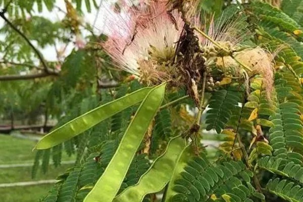 合欢树与含羞草的区别,高度和叶子均不同
