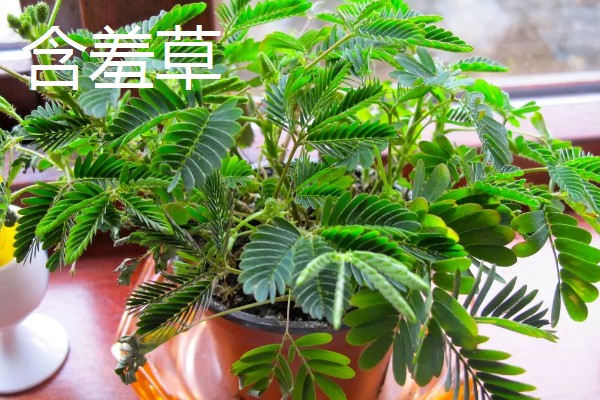 合欢树与含羞草的区别,高度和叶子均不同