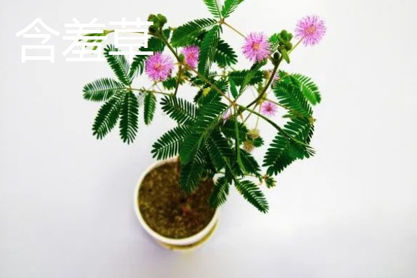 合欢树与含羞草的区别,高度和叶子均不同