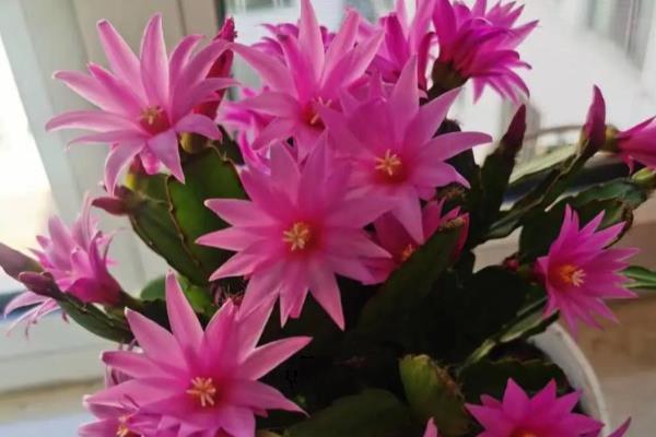 假昙花如何水培，选用雨水或者井水养