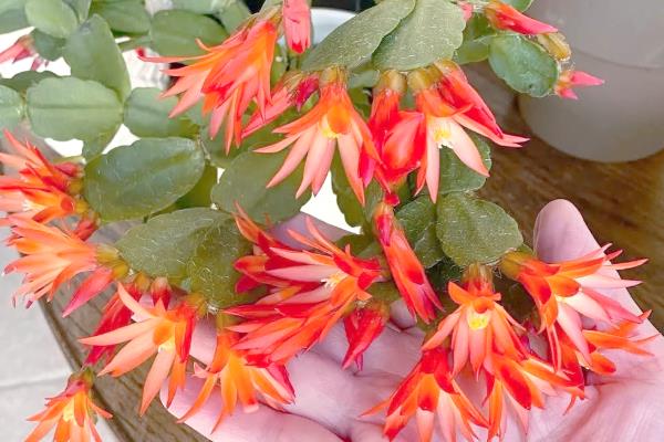 假昙花如何水培，选用雨水或者井水养