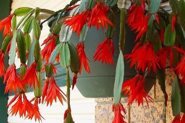 假昙花如何水培，选用雨水或者井水养