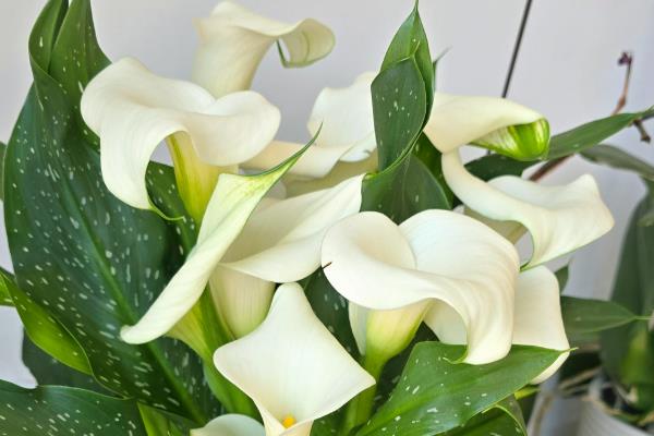 怎么养殖马蹄莲，花期每隔半个月追肥一次