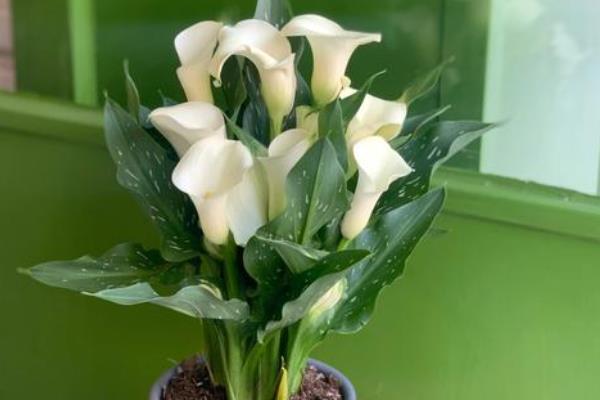 怎么养殖马蹄莲，花期每隔半个月追肥一次