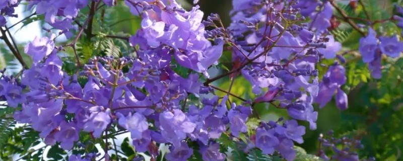 蓝花楹是否耐寒，蓝花楹不耐寒