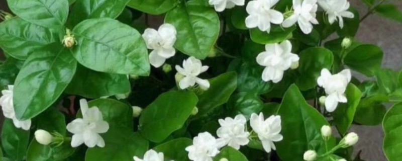 茉莉的养殖方法，冬季要一周浇水一次