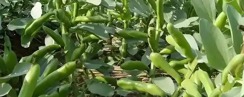 蚕豆在什么时候播种，在春秋两季播种