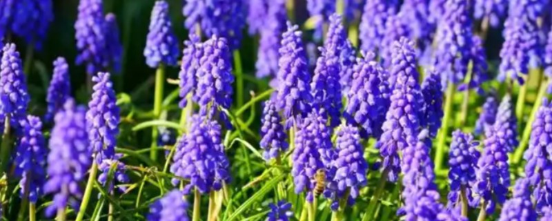 紫风信子的花语，寓意你一定会幸福