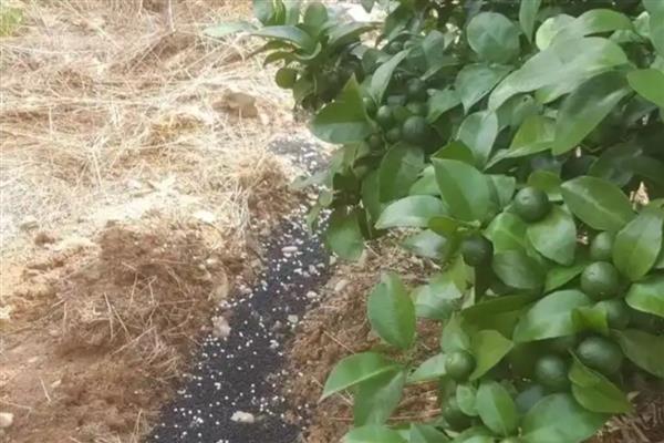 钙镁磷肥如何使用效果好,做基肥要及早施用