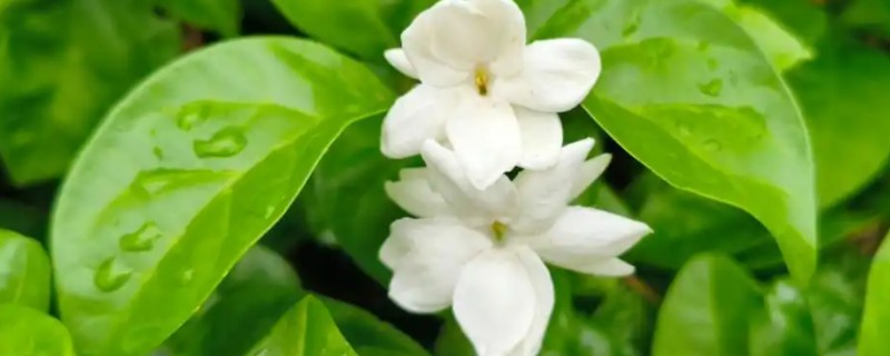茉莉花的养殖方法，喜欢生长在光照充足的环境下