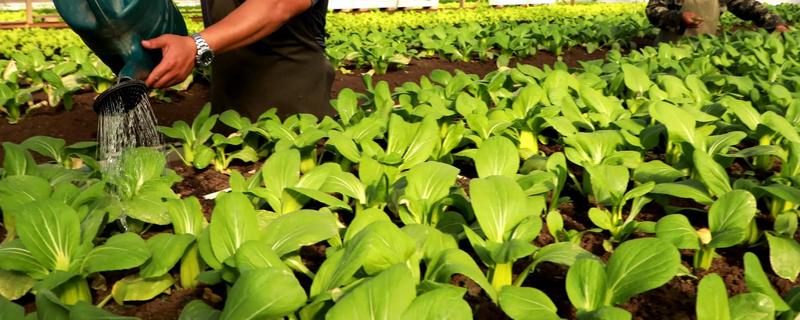 对蔬菜施用微生物菌肥的方法，要与其它肥料搭配施用