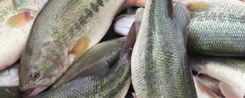 鲈鱼的简介，是一种肉食性鱼类