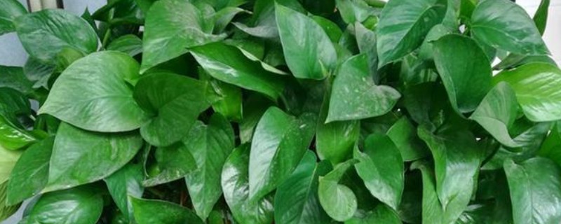 四季常绿的爬藤植物有哪些，有绿萝、常春藤等