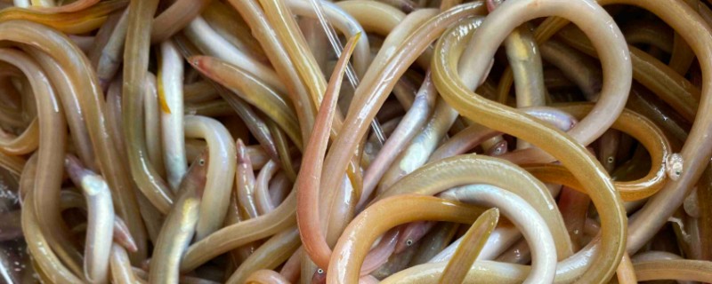 油鳗和鳗鱼有什么区别，前者含油量高、后者鱼油少
