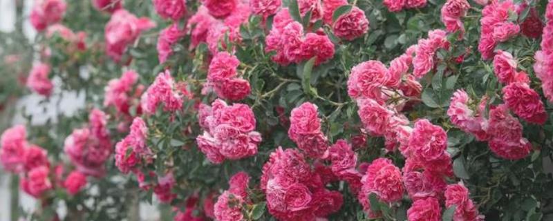 蔷薇花夏季浇水方法，空气干燥时每天早晚各浇一次