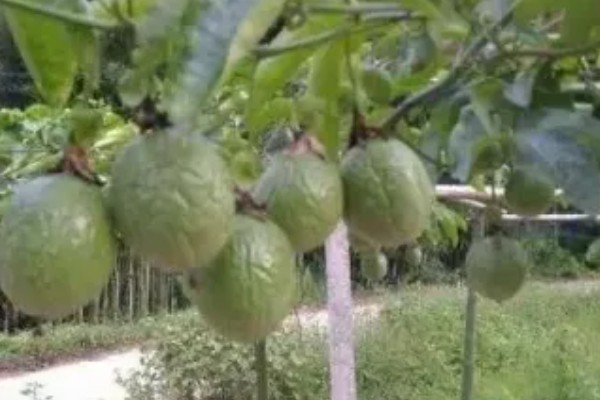 百香果皱果的原因，可能是病害所致