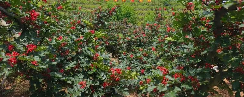 花椒什么时候采摘，以8月上旬至9月上旬为宜