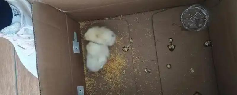 小鸡吃泡沫箱如何处理，可用纸箱饲养或贴上胶布