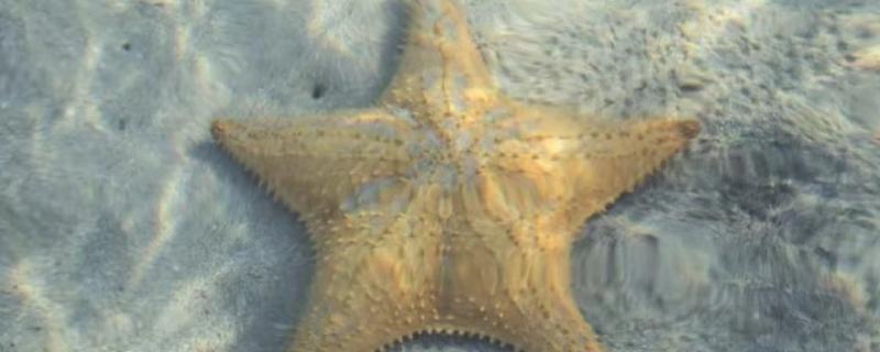 海星是什么动物类型，海星是棘皮动物