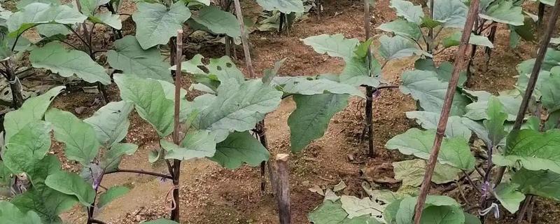 茄子多久浇水一次，生长初期每天或隔天浇水一次