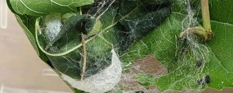 蚕结茧后多久蚕蛾会破茧，大概需要24-26天左右