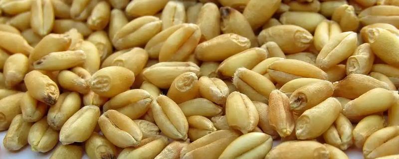 储存小麦种子要注意什么，水分含量要控制在10%以下