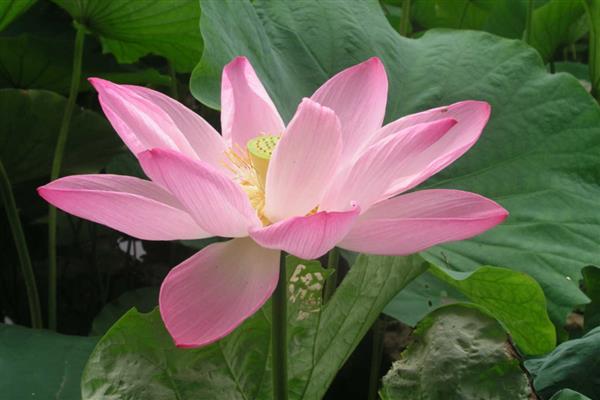 莲花的开放时间,花期为6-9月份