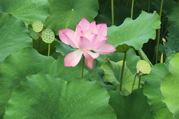 莲花的开放时间,花期为6-9月份