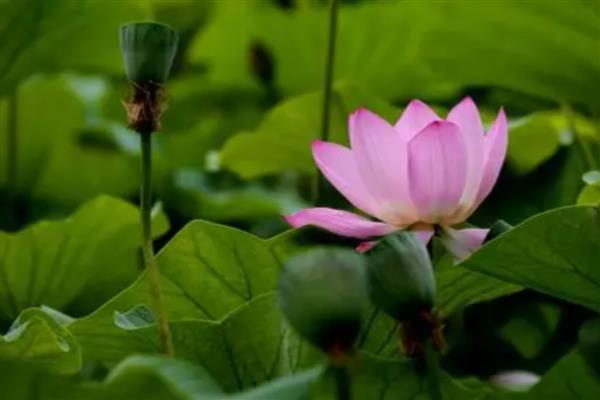 莲花的开放时间,花期为6-9月份