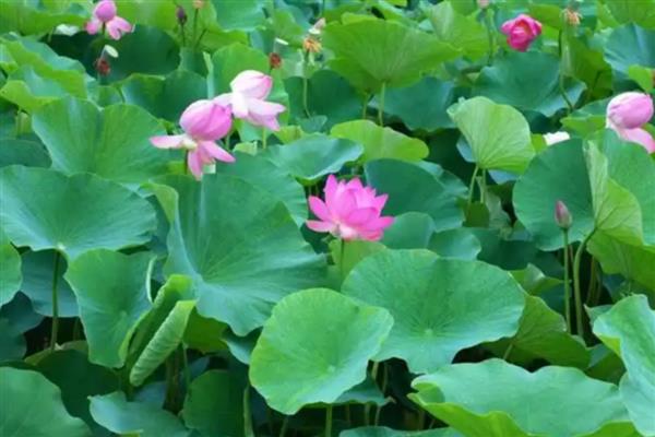 莲花的开放时间,花期为6-9月份