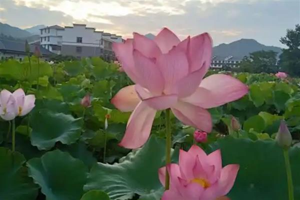 莲花的开放时间,花期为6-9月份