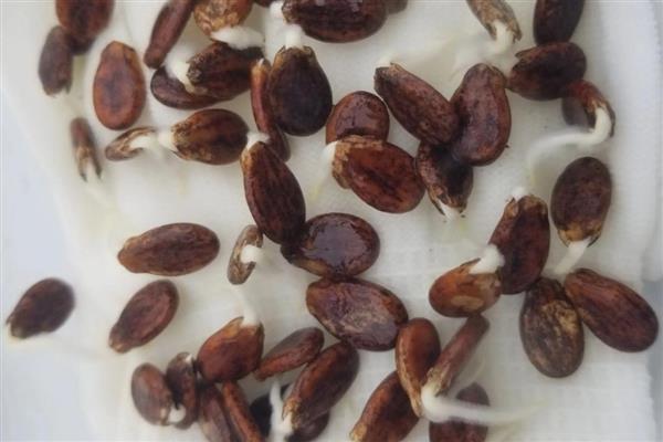 砍瓜的上市时间,在6-10月份上市