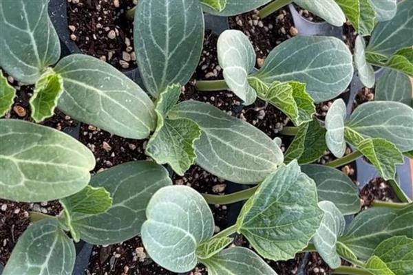 砍瓜的上市时间,在6-10月份上市