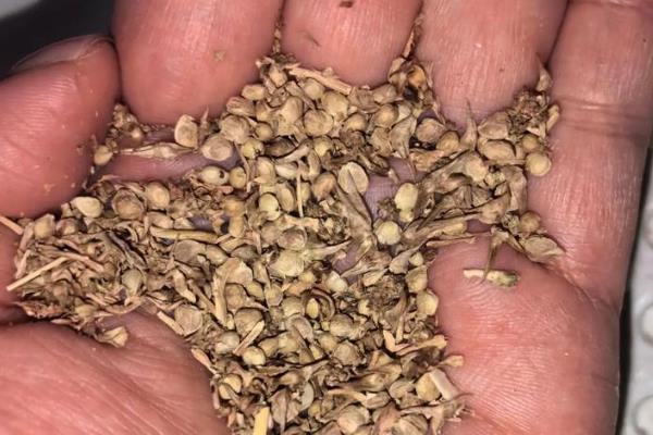 菠菜种子怎么浸种,先晾晒1-2天再用清水浸泡5小时