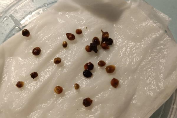 菠菜种子怎么浸种,先晾晒1-2天再用清水浸泡5小时