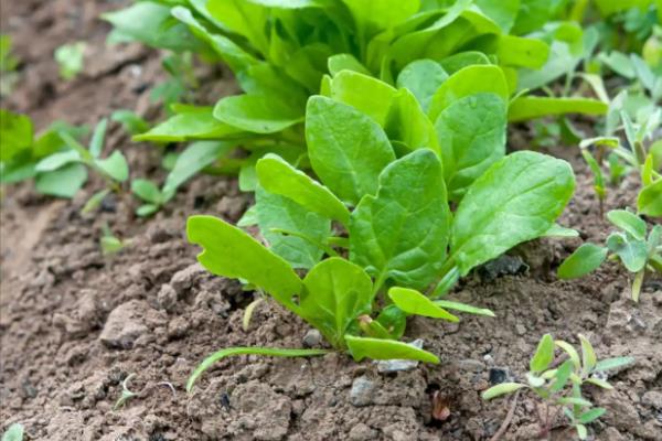 菠菜种子怎么浸种,先晾晒1-2天再用清水浸泡5小时