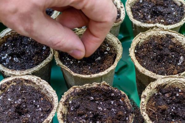 菠菜种子怎么浸种,先晾晒1-2天再用清水浸泡5小时
