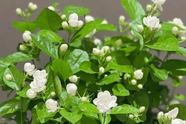 茉莉花怎么家养,适宜生长在偏酸性的土壤中