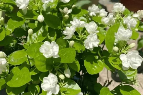 茉莉花怎么家养,适宜生长在偏酸性的土壤中