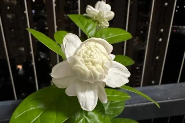 茉莉花怎么家养,适宜生长在偏酸性的土壤中