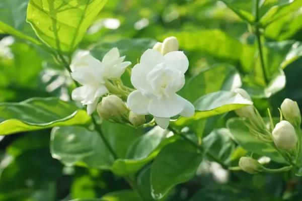 茉莉花怎么家养,适宜生长在偏酸性的土壤中