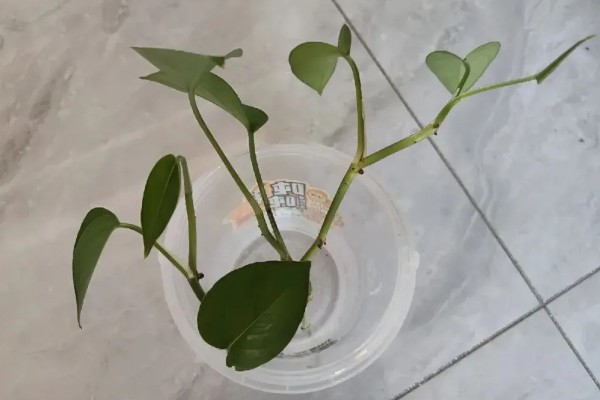 水培绿萝加白糖可以生根吗,是可以让水培绿萝生根的